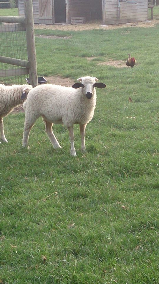 nouveaux moutons