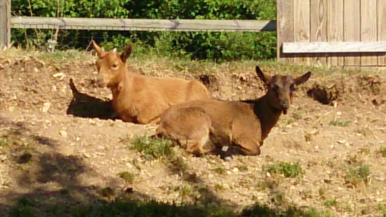 2 chevres au repos