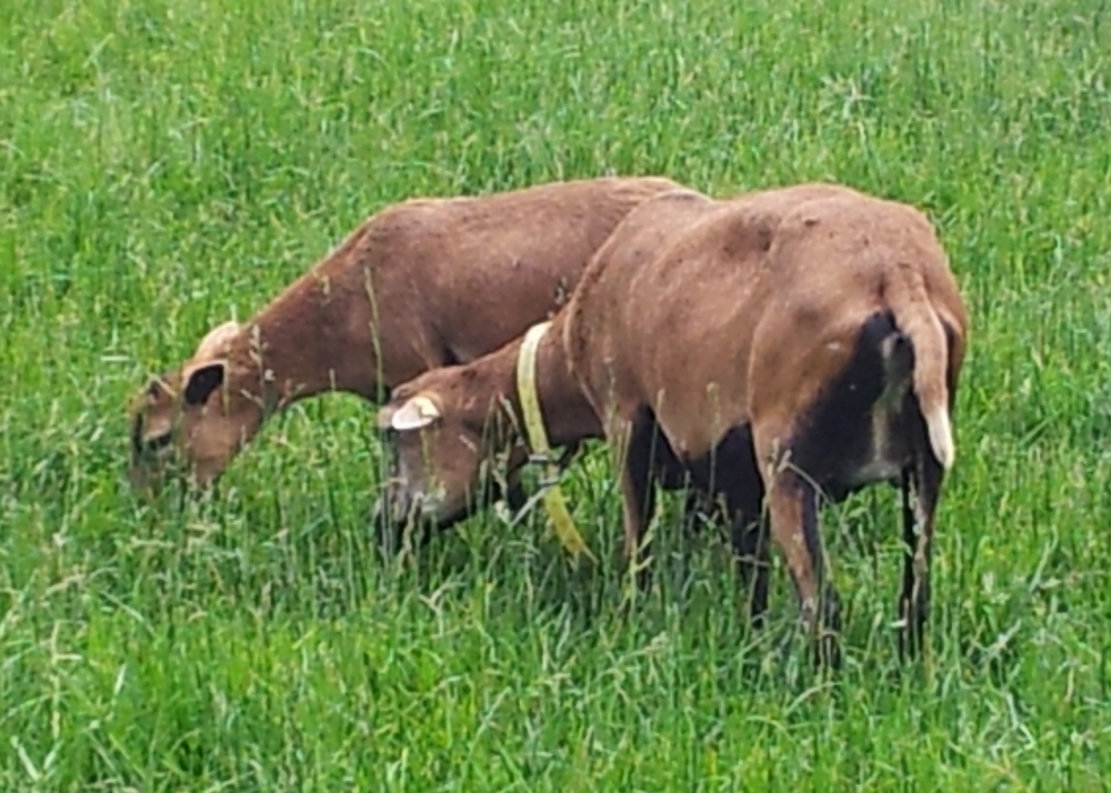 deux moutons