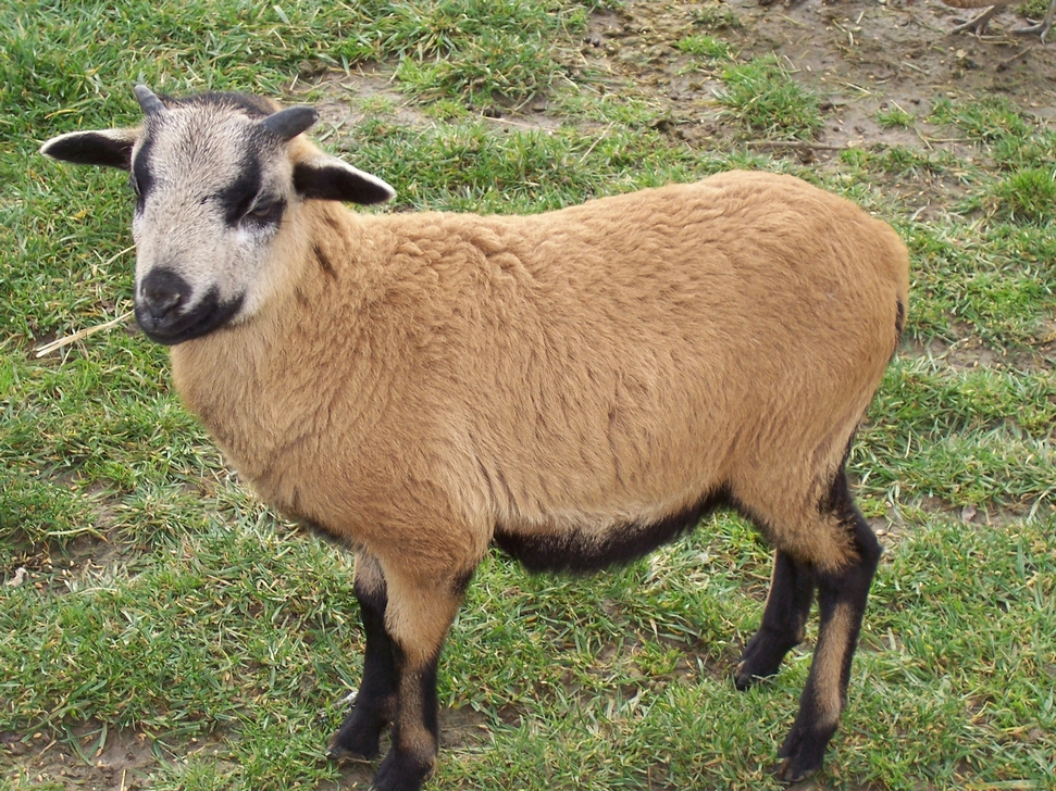 mouton cameroun