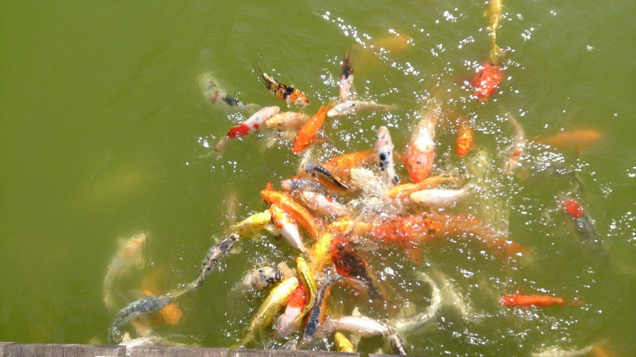 poissons affames